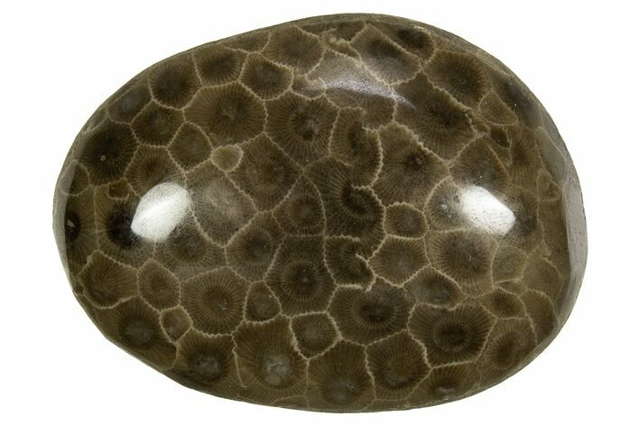 Polished Petoskey Stone (Fossil Coral) - Michigan #328346